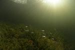 zonnestralen op de kleine baarsjes