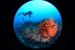 rood koraal en duiker