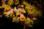kleine anemonen