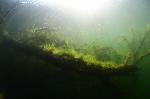 zonnestralen op boom in het water