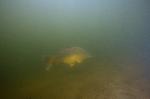 karper in de oosterplas