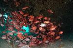 school rode grootoogbaarzen onder het koraal
