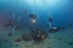 duikers rond een rots met een frogfish