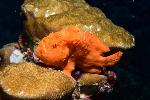 frogfish