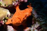 frogfish