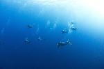 duikers in het blauw