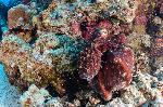 octopus op het koraal
