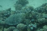 schildpad