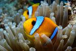 anemoonvis