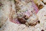 schorpioenvis